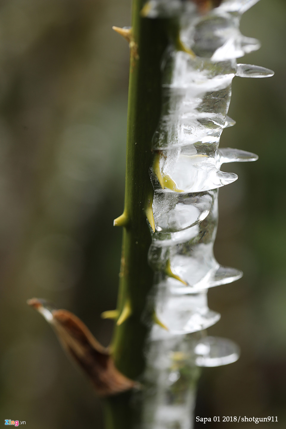 Hình ảnh macro tuyệt đẹp về băng giá Sa Pa